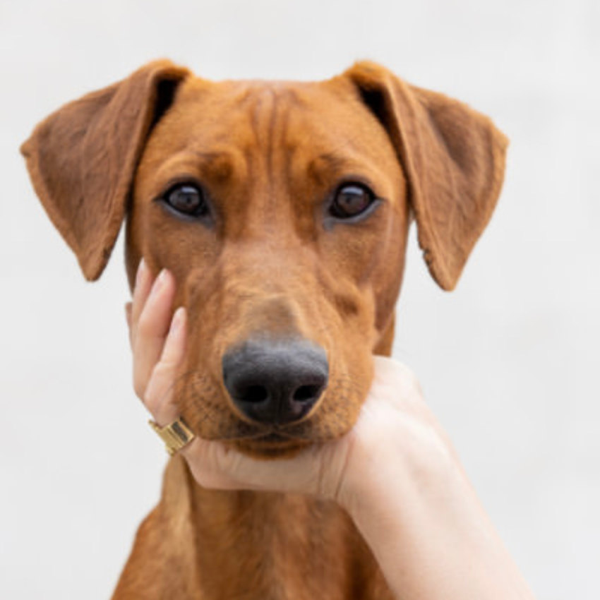 Hund entspannt in der Hand